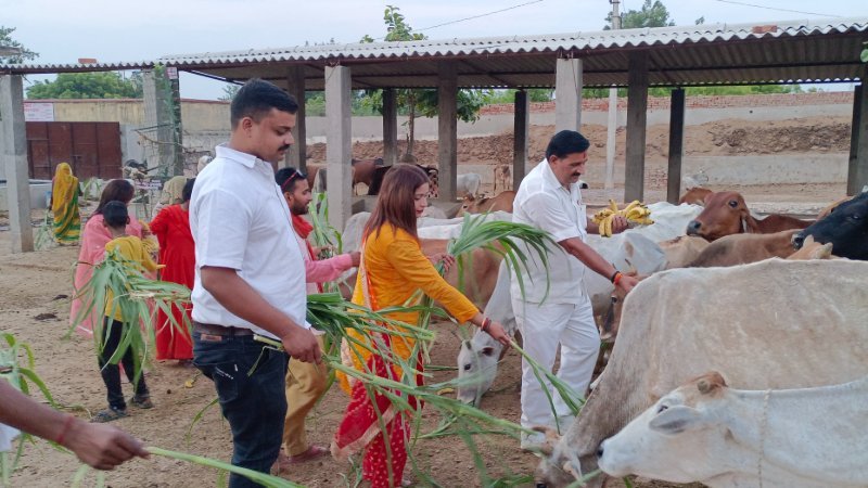 Gaushala Expansion: New Shelter for 50 More Cows