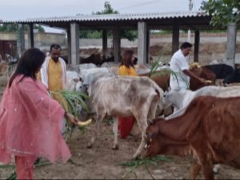 Cow Protection
