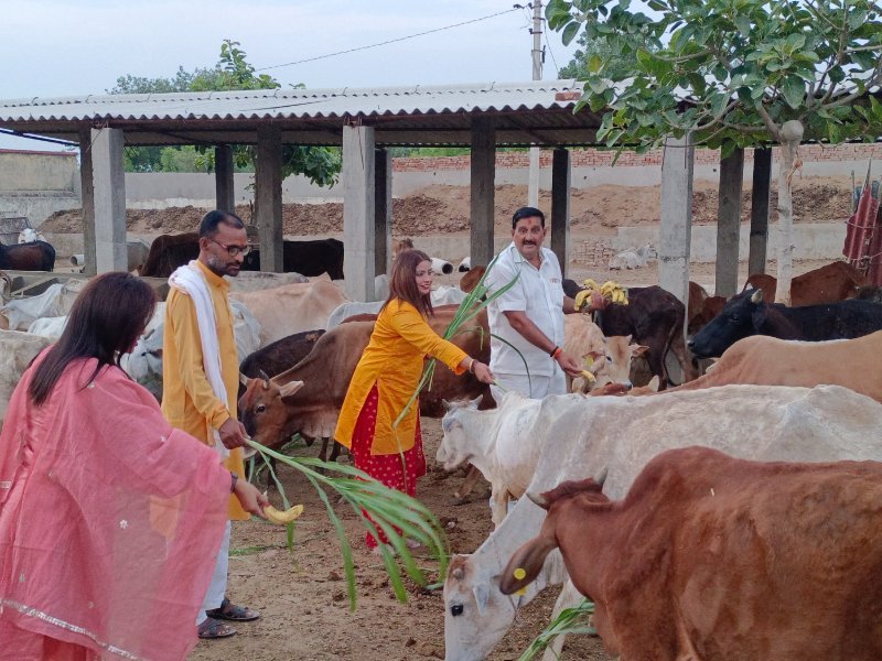 Cow Protection